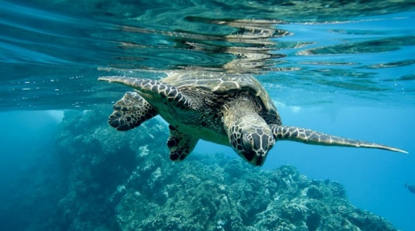 Devolvidas ao mar quatro tartarugas reabilitadas no Porto d’Abrigo do Zoomarine