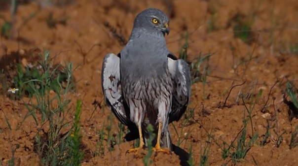 Associação Vita Nativa integra projeto para evitar extinção da águia-caçadeira