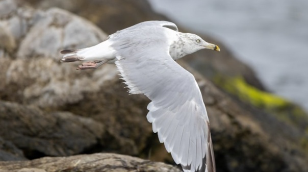 Detetados casos de gaivotas infetadas com gripe aviária no Algarve