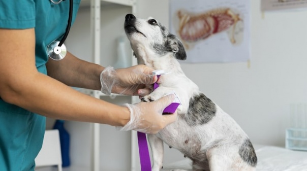 Município de Faro adere ao Cheque Veterinário para animais em risco