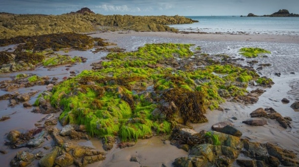 Concentração de algas em praias do Algarve não afeta qualidade da água 