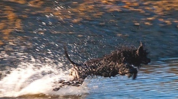 Catorze países presentes em evento canino a acontecer em Lagos