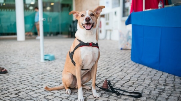 Dia Internacional do Animal assinalado em Quarteira com várias atividades