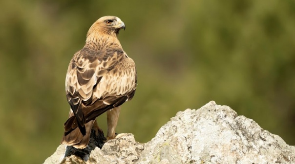 Festival de Observação de Aves espera cerca de 1.300 participantes em Sagres