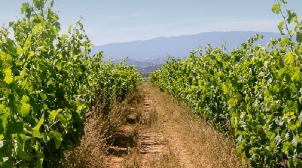 Lagoa Wine Tourism Forum regressa para a 2ª edição 