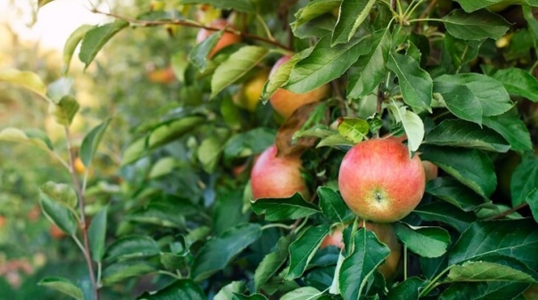 Projeto de revitalização das fruteiras tradicionais do Algarve apresenta conclusões em Tavira