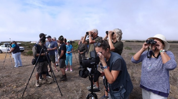 Sagres voltou a ser epicentro da biodiversidade com Festival de Observação de Aves