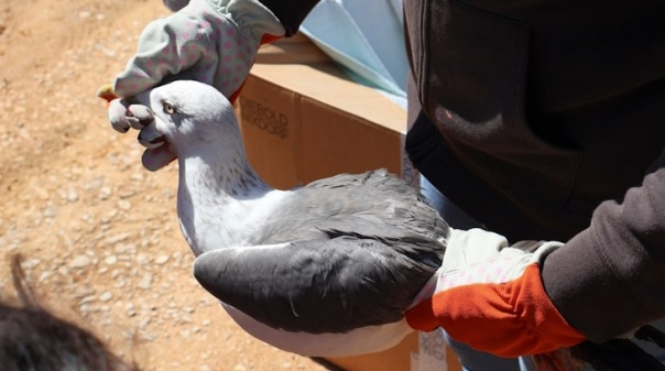 Síndrome paralisante está a afetar aves marinhas da Ilha Deserta