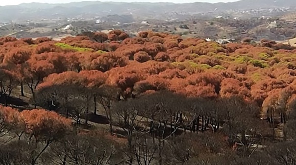 Curta-documental e mesa-redonda reflete "flagelo dos incêndios" no concelho de Tavira 