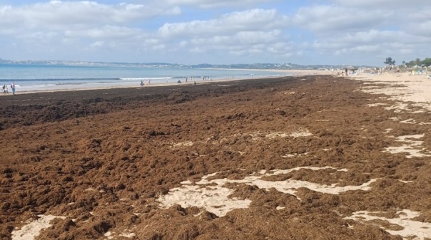 Remoção de algas nas praias de Portimão deverá ficar concluída na próxima semana