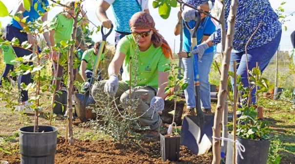 Zoomarine e Nativawaky plantaram floresta Miyawaki