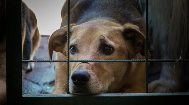 MP deduz acusação contra homem por maus-tratos a animais de companhia em Loulé 