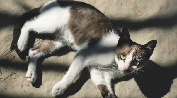 Publicado regulamento de cuidador de colónias de gatos do Município de Faro