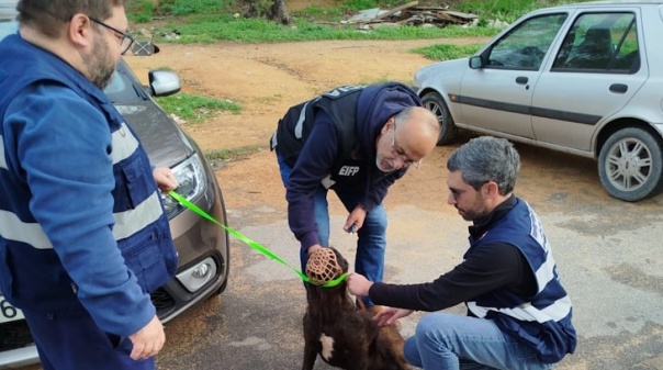 Autarquia e PSP de Faro recolheram animais errantes na via pública