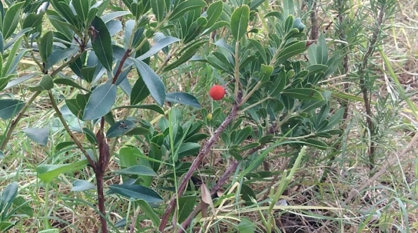 Florestas Miyawaki já dão frutos em duas escolas do concelho de Loulé 