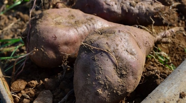 Câmara de Aljezur apoia produtores de Batata Doce