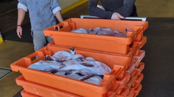 Mais de 200 quilos de tamboril apreendidos no porto de Pesca do Arade em Lagoa