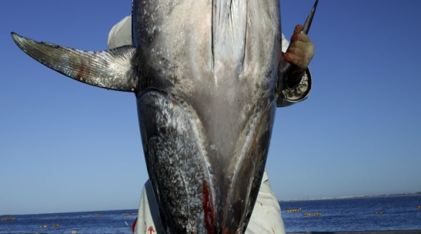 Retoma da pesca de atum no Algarve documentada em exposição fotográfica em Ílhavo