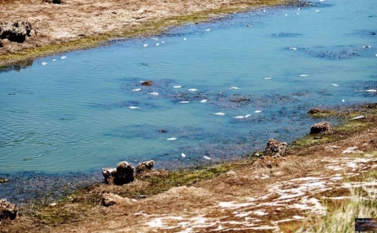 Seca hidrológica na origem da morte de peixes em ribeira de Silves