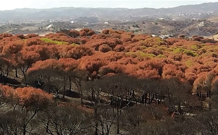 Curta-documental e mesa-redonda reflete "flagelo dos incêndios" no concelho de Tavira 